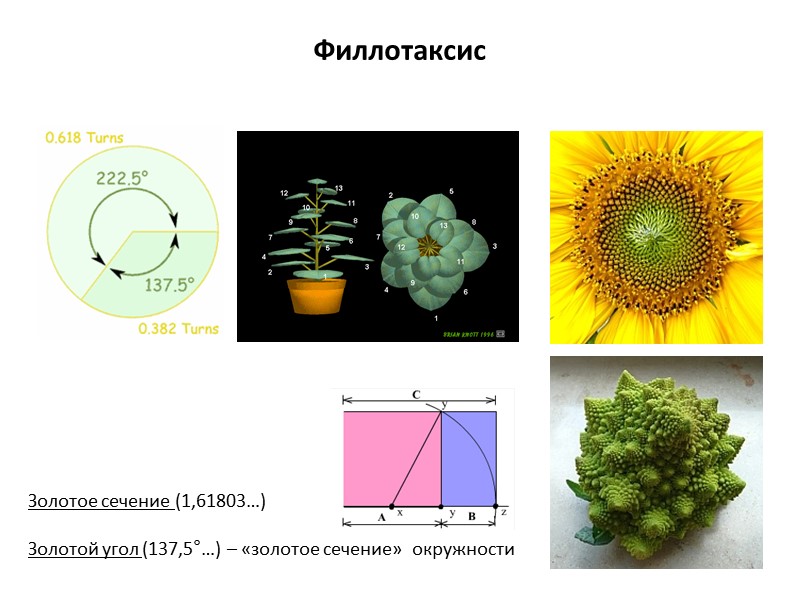 Филлотаксис Золотое сечение (1,61803…)  Золотой угол (137,5°…) – «золотое сечение»  окружности